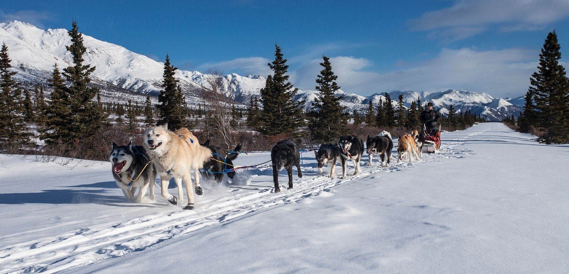 You can participate in a dog sled ride in all kinds of ways. This ranges from 20-minute excursions to multi-day husky tours along jungle huts.