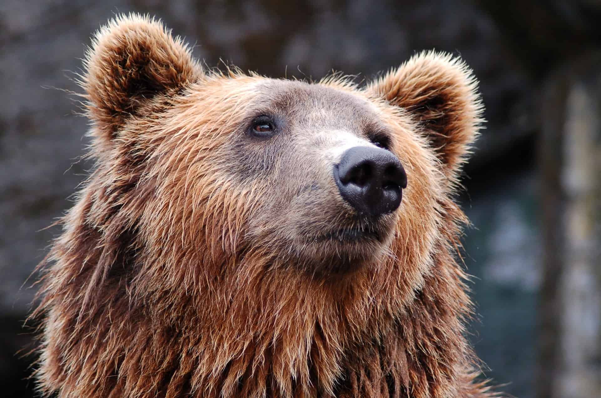 It is estimated that around three thousand brown bears roam in the Swedish forests.