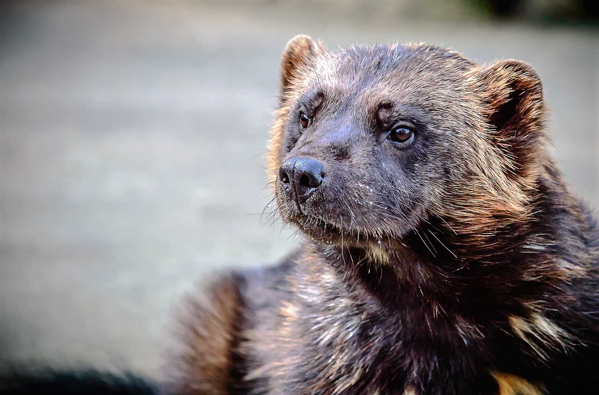 With its strong jaws, the wolverine can get some edible from frozen carcasses. In his search for food, he can walk 50 km a day.