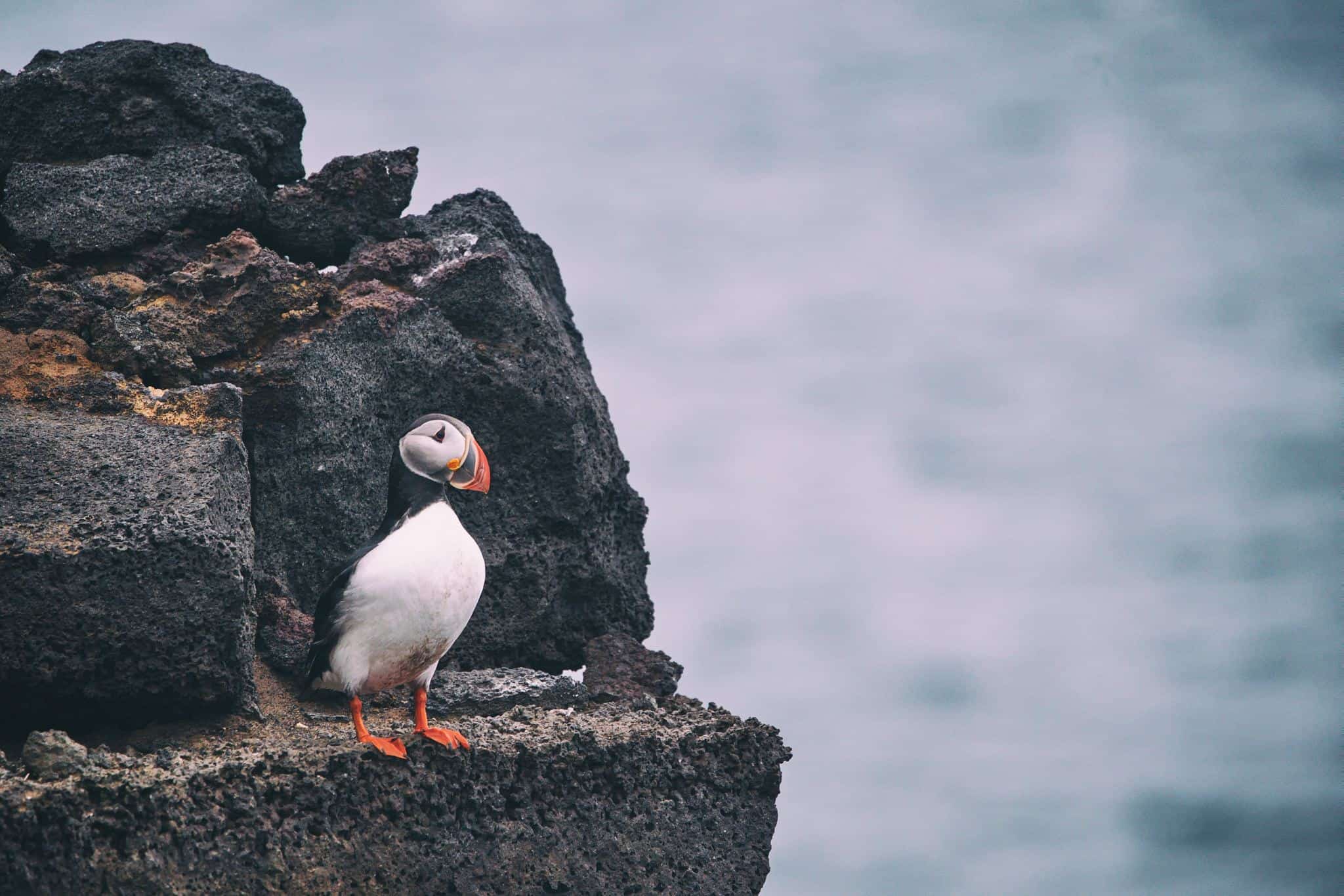 Puffins in Iceland