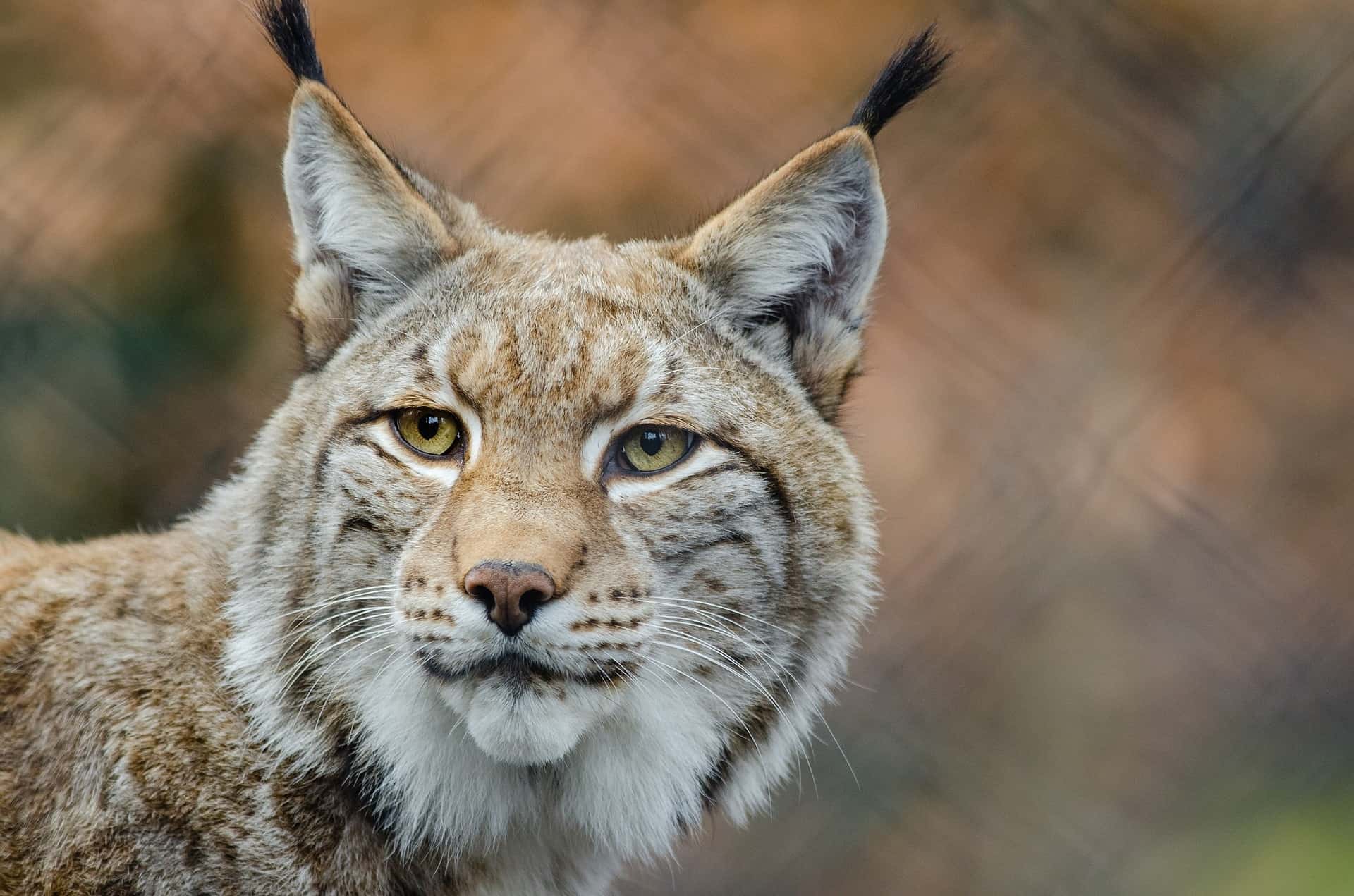 The lynx is recognizable by the feathers above his ears, the sparkling eyes and the stump tail.