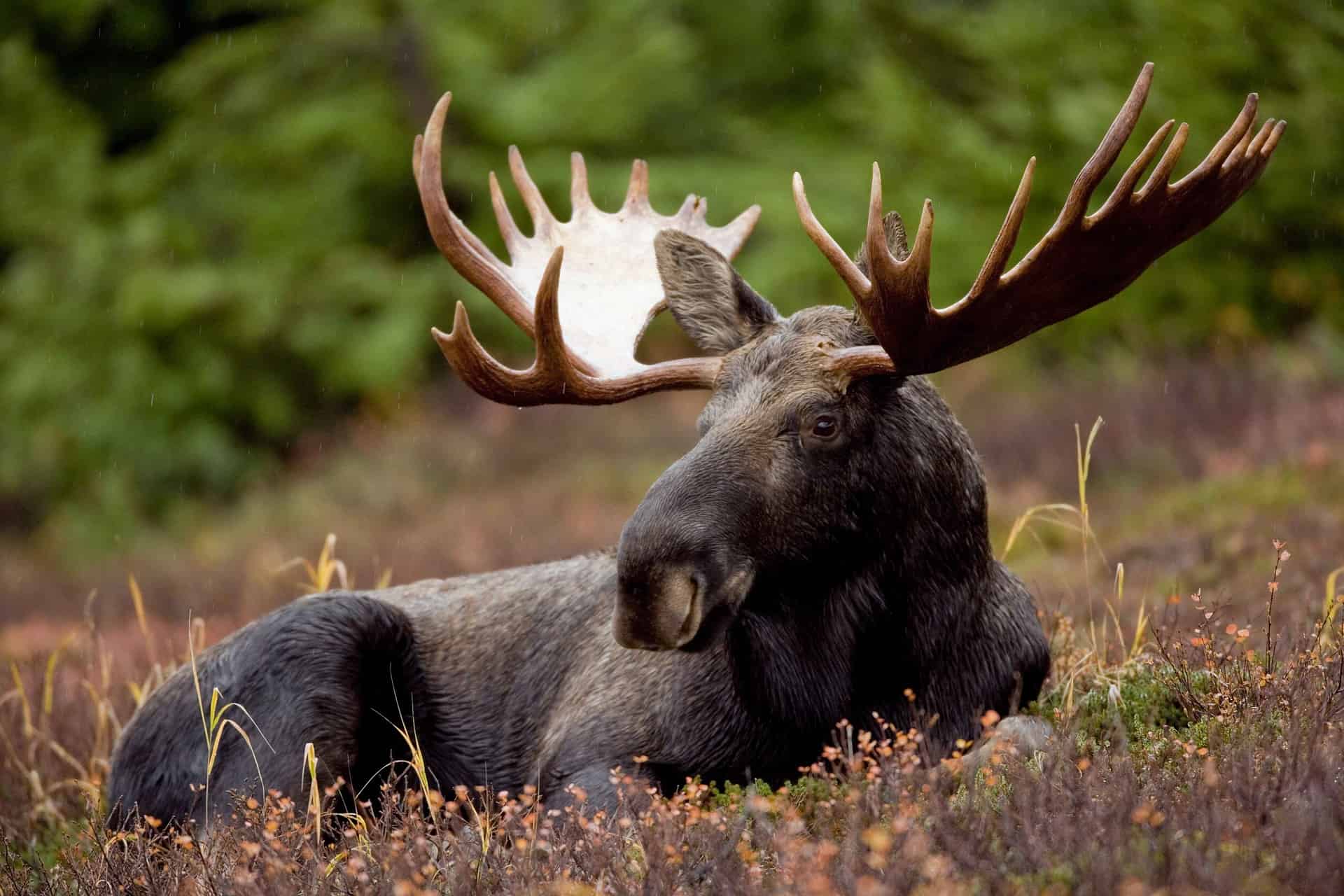Elk in Finland live in forests and wetlands. They usually live alone and in the winter in small groups.