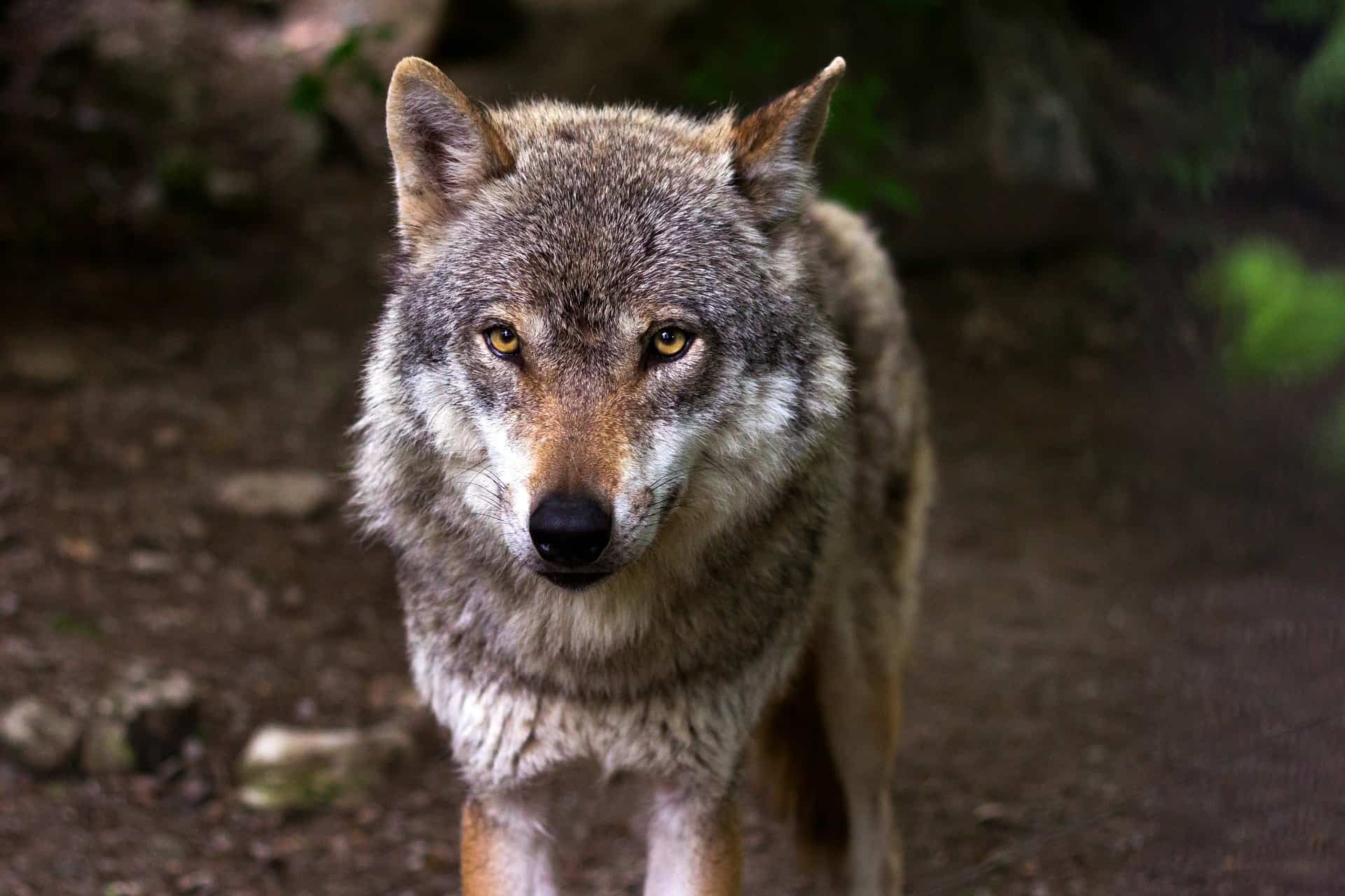 The wolf is one of the largest predators in Finland. The number of wolves in Finland has increased enormously in recent years.