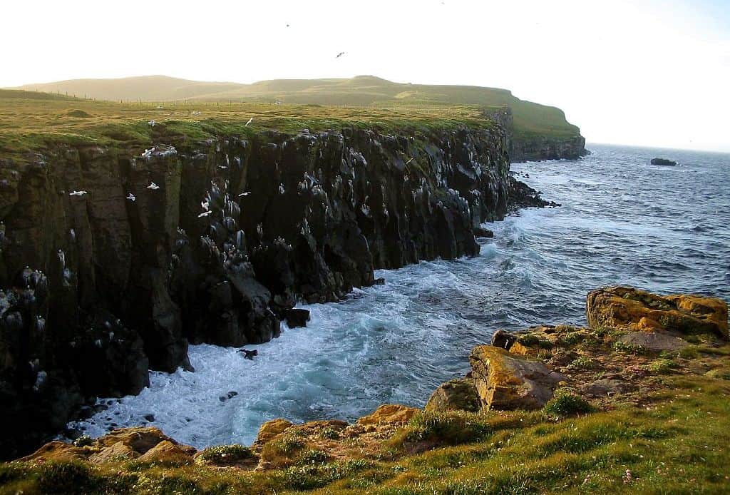 The coastline of the island of Grímsey consists of steep rock faces where many bird species build their nests