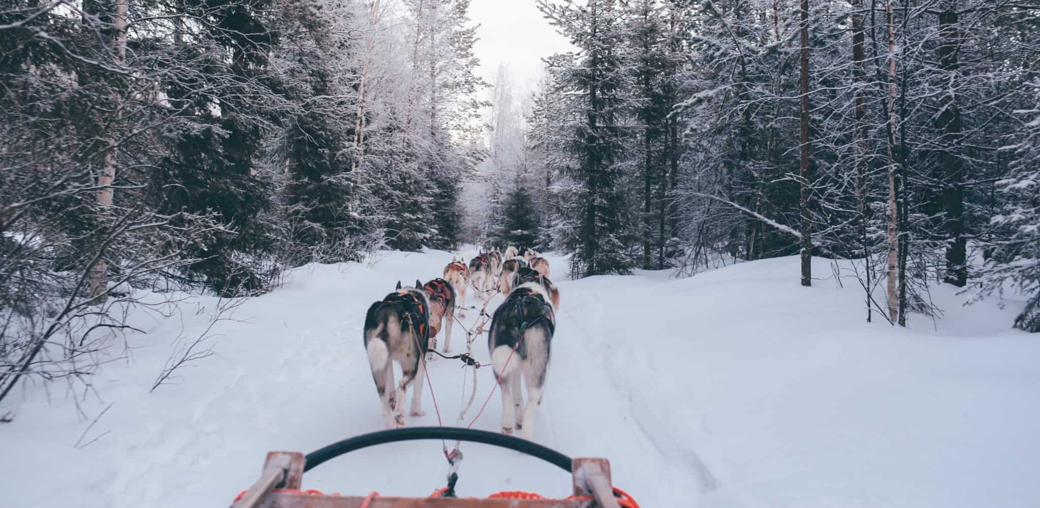 One of the special attractions of a holiday in the winter wonderland of Finland is the possibility of taking a husky tour.