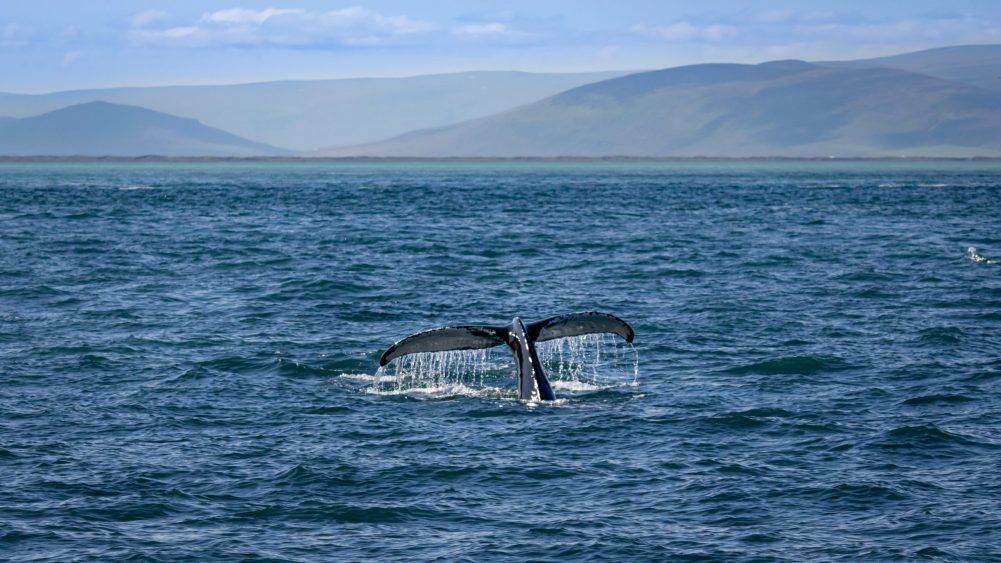 Best time for whale spotting in Iceland
